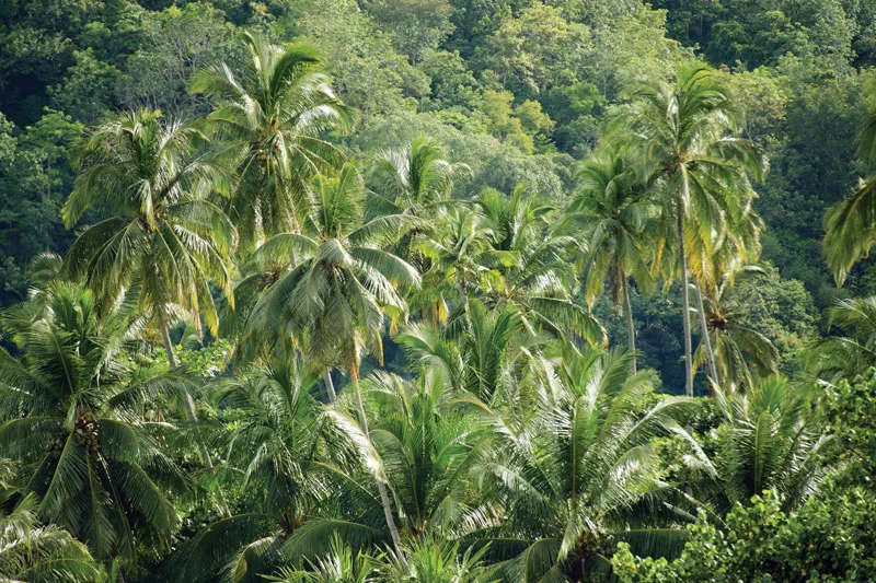 1 Acre Palm Farm
