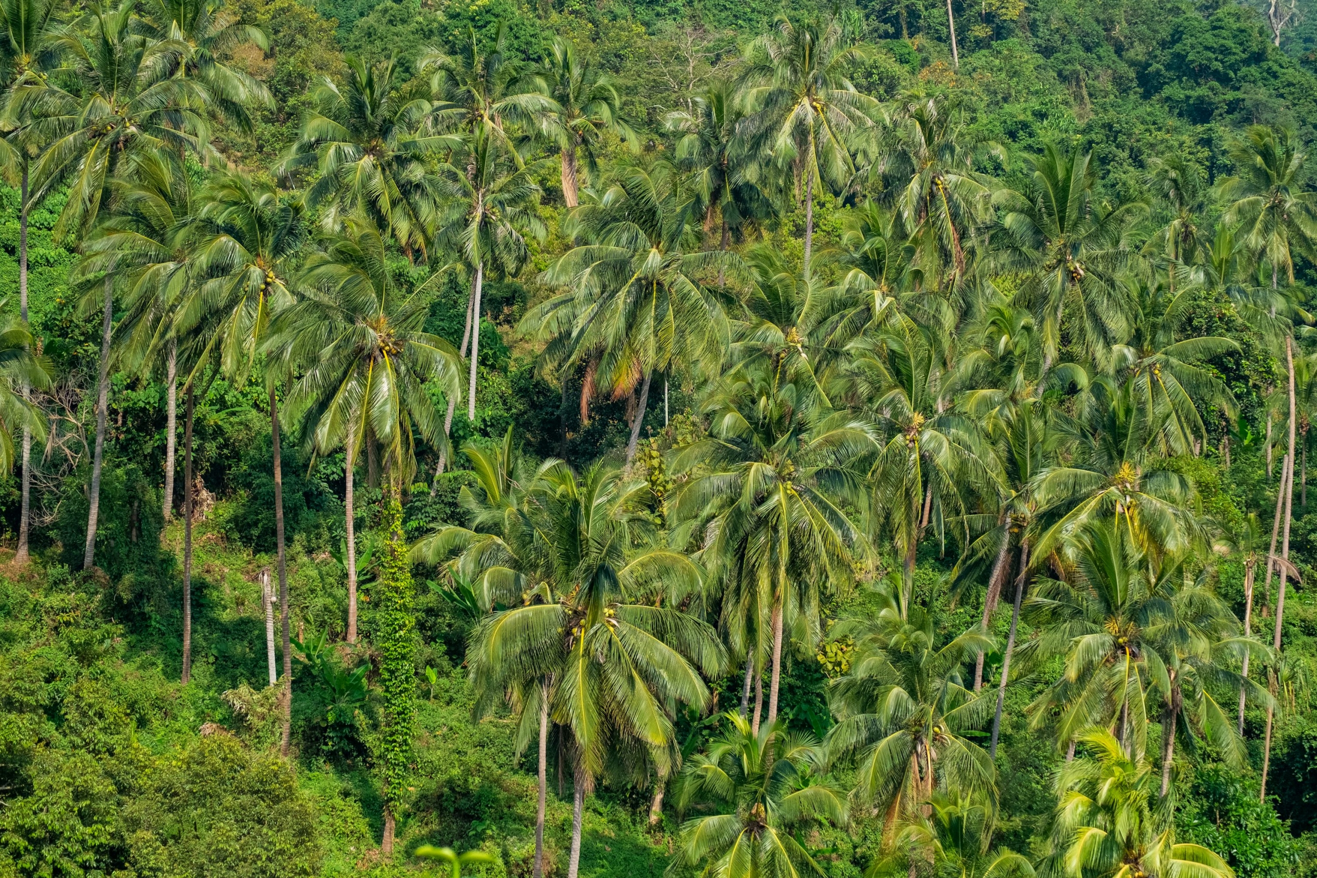 5 Acres Palm Farm
