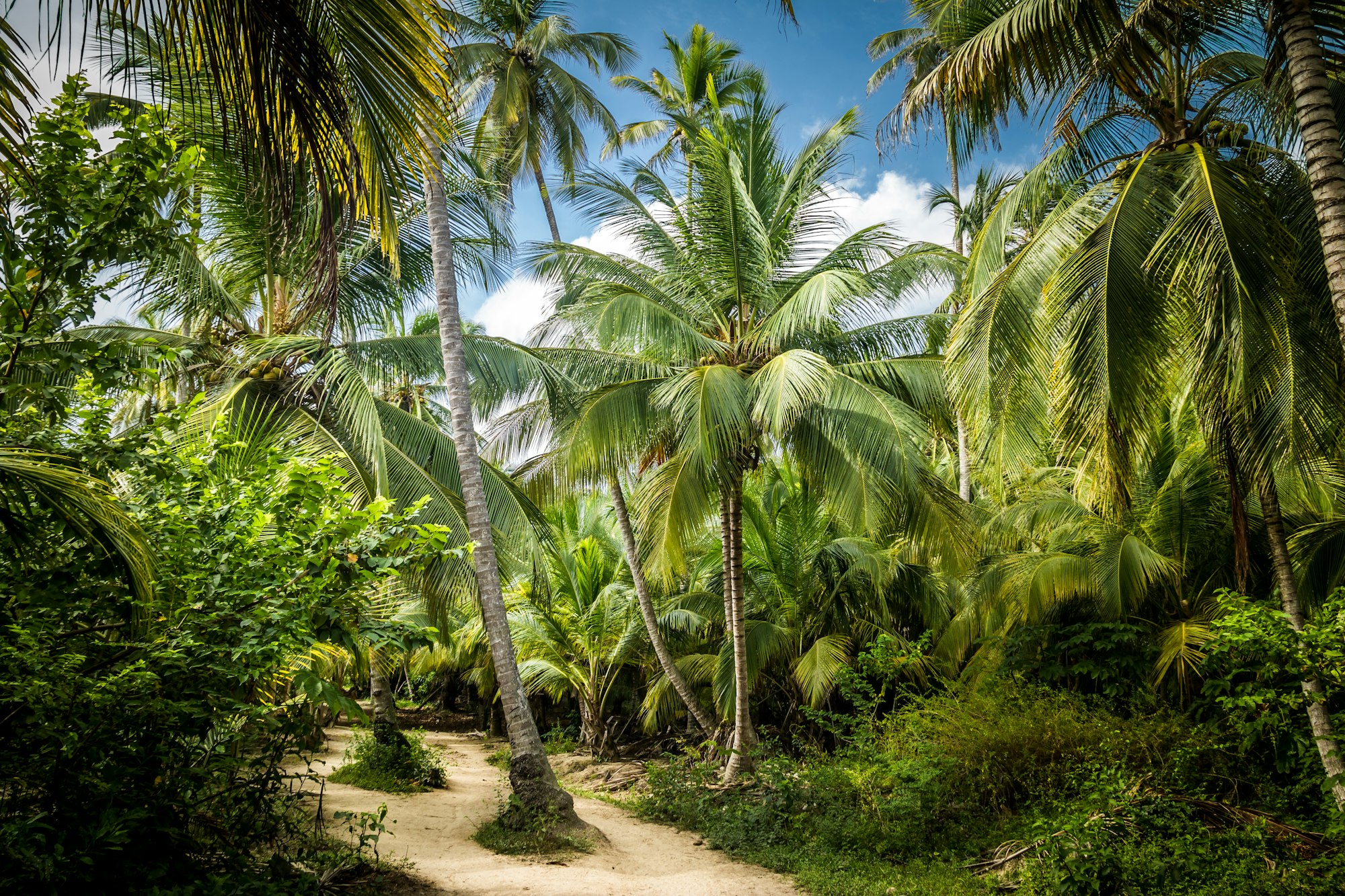 10 Acres Palm Farm